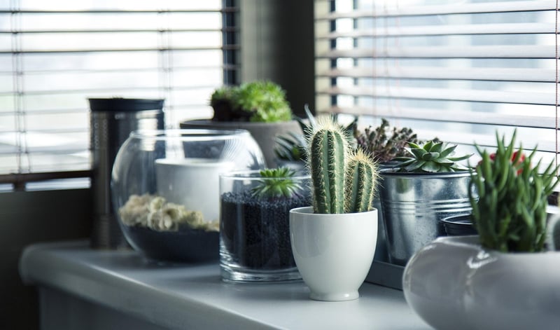 Green Living Decor